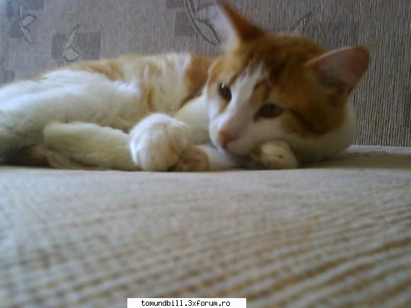 *```...Animalute...```* - Ce animale aveti ??? eu am un motanel in cheama - Hallo