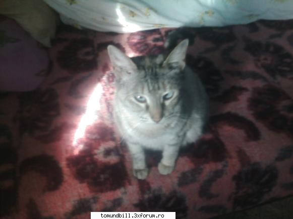 *```...Animalute...```* - eu am 2 pisici puffy si tom 2 caini ricky si - Hallo